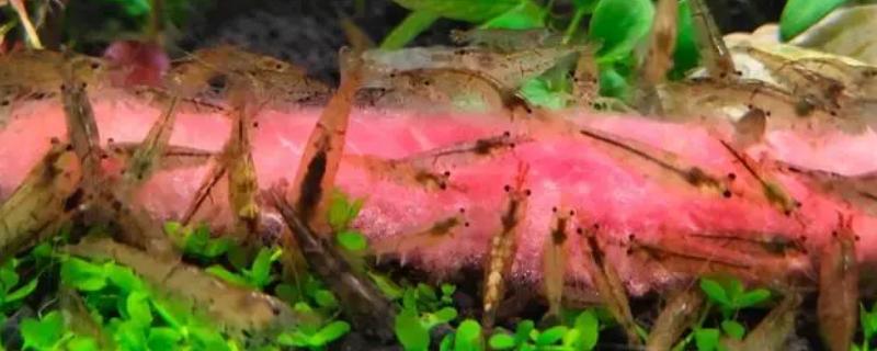 黑壳虾怎么快速爆缸，需提供适宜的温度、充足的食物等