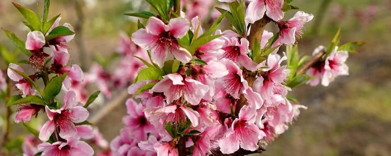 夏季桃花修剪的好处，可以增加透光性和通风性