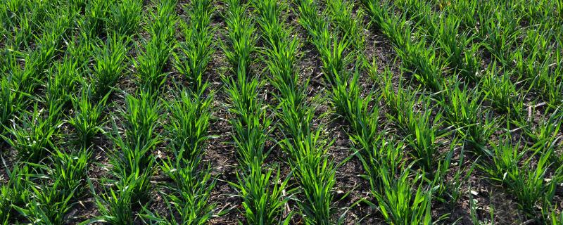 小麦怎么选种，以种植茬口、土壤和播种量来选择