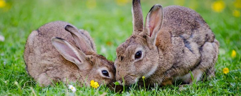兔子到处乱啃的原因，可能是长牙齿或在锻炼咀嚼肌肉等