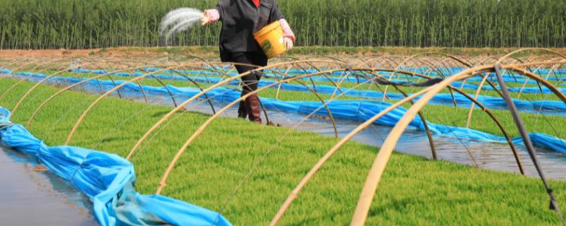 水稻薄膜育秧技术，应注意封闭期、炼苗期和揭膜期