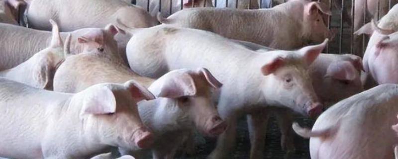 种猪是公的还是母的，指用于繁殖的公猪和母猪