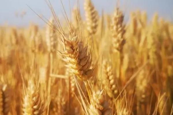 新粮169小麦品种简介，高抗小麦条锈病