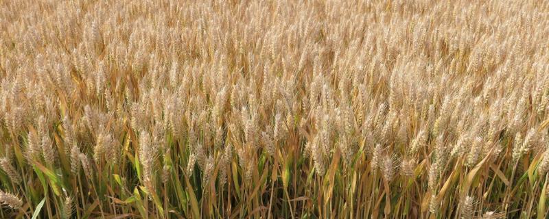 石冬0349小麦品种的特性，该品系生育期271天