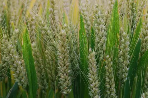 阿农冬6号小麦种子特征特性，足墒播种