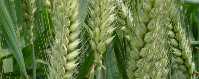 阿农冬6号小麦种子特征特性，足墒播种