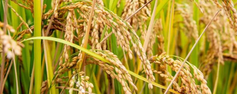 新农粳8号水稻种简介，全生育期159天左右