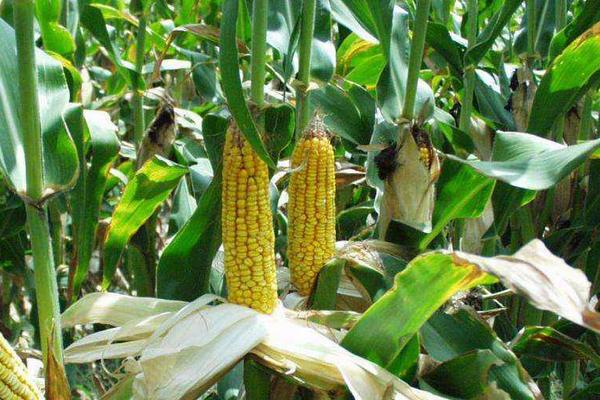 美豫201玉米种简介，密度4500株/亩左右