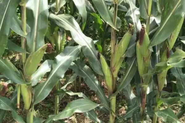 金凯799玉米品种的特性，适宜播种期5月下旬至6月上旬