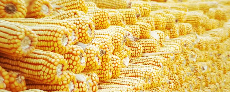 登海2078玉米种子介绍，密度4500株/亩左右
