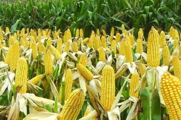 安丰192玉米种子介绍，适宜播种期5月下旬至6月中旬