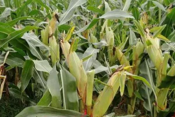 安丰192玉米种子介绍，适宜播种期5月下旬至6月中旬