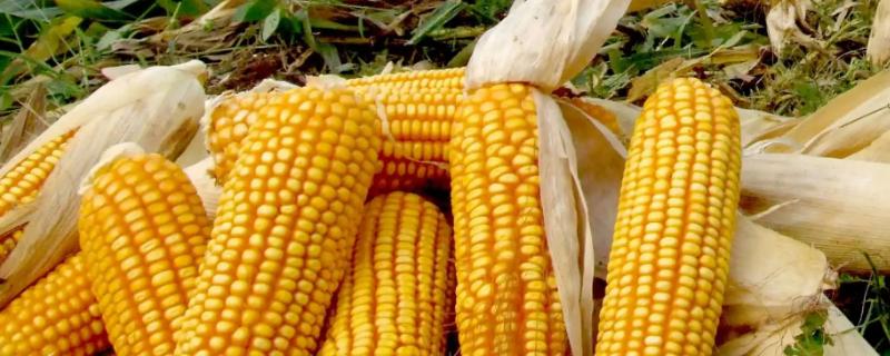 优迪598玉米种子介绍，适宜播种期4月下旬至5月上旬