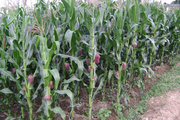 GL732玉米种子介绍，密度5500－6000株/亩