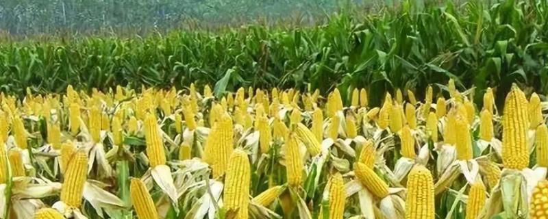GL732玉米种子介绍，密度5500－6000株/亩