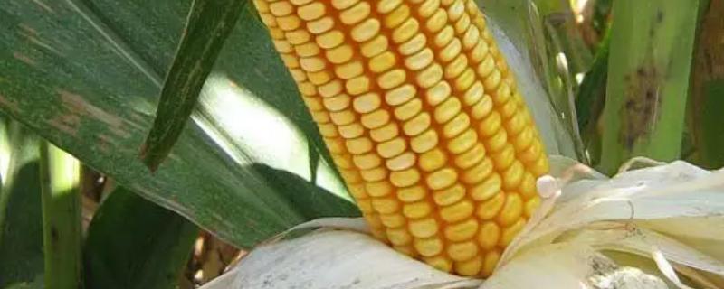 昊棒311玉米种子特征特性，中抗灰斑病