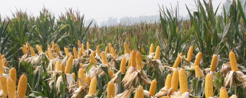 陕单918玉米种子特征特性，每亩适宜密度4500株