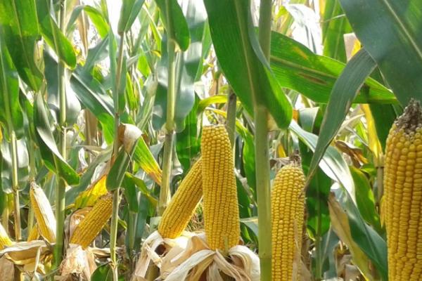 陕单918玉米种子特征特性，每亩适宜密度4500株