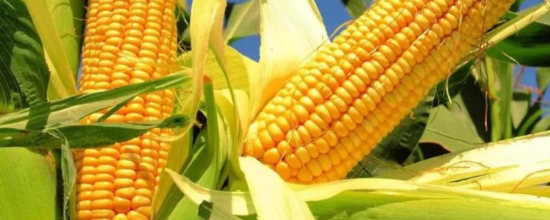 斯达糯54玉米种简介，单作种植密度4000株/亩