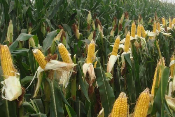 陕单630玉米种子特征特性，注意防治病虫害