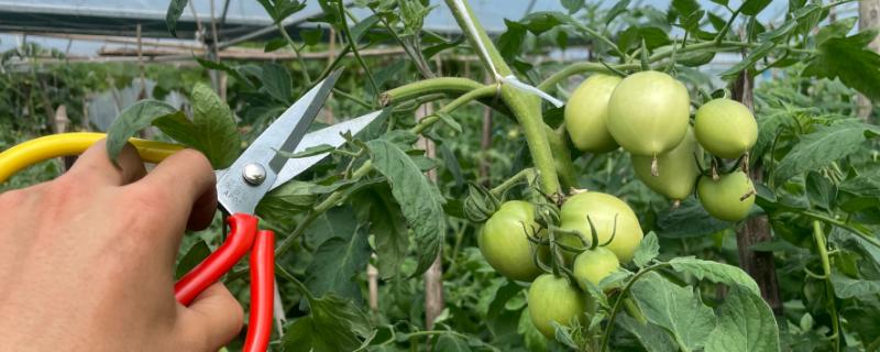 西红柿什么时候打杈合适，侧枝长至7-10cm且达到二叶一心再考虑打叉