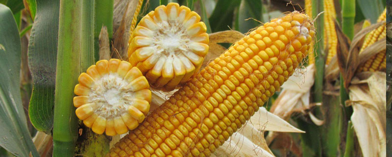 吉兆5号玉米种简介，密度4000株/亩左右