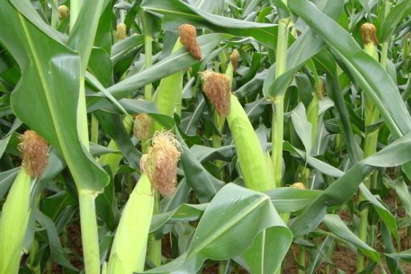 和育521玉米品种简介，密度4000－4500株/亩