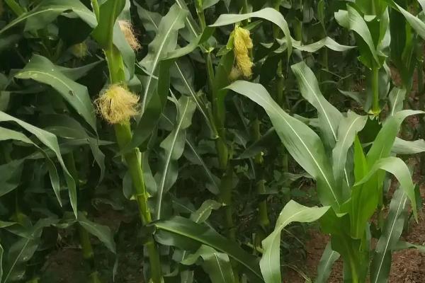 和育521玉米品种简介，密度4000－4500株/亩