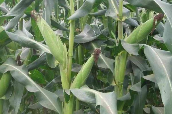 吉兆5号玉米种简介，密度4000株/亩左右