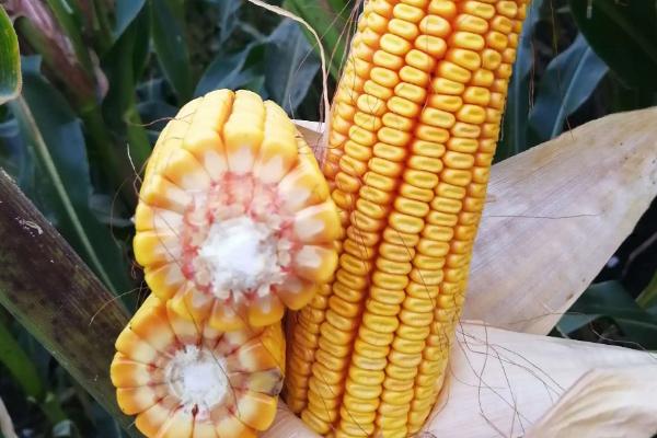 隆丰3106玉米种子简介，密度4500株/亩左右