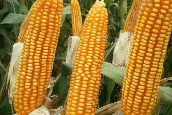 浙糯玉2095玉米种子简介，密度3200株/亩左右