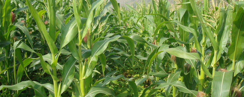 泰美甜3号玉米种子介绍，密度3500株/亩左右