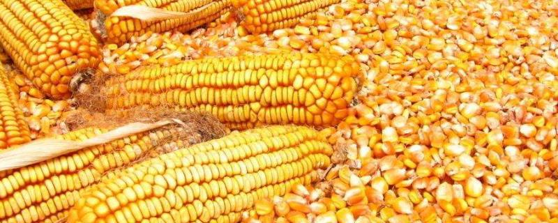 斯达糯38玉米种子介绍，密度3500株/亩左右