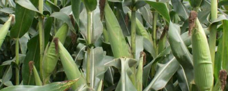 YS010玉米种简介，密度3000－3500株/亩