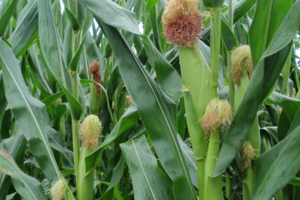 粤甜33号玉米品种简介，适宜播种期3月初至4月初