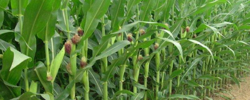 京黄糯269玉米品种的特性，密度3000－3500株/亩