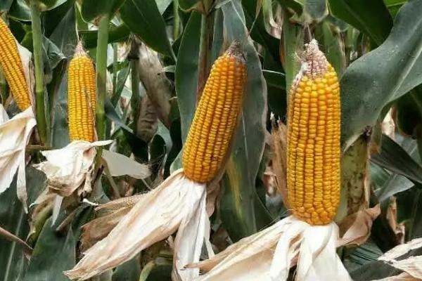 京黄糯269玉米品种的特性，密度3000－3500株/亩