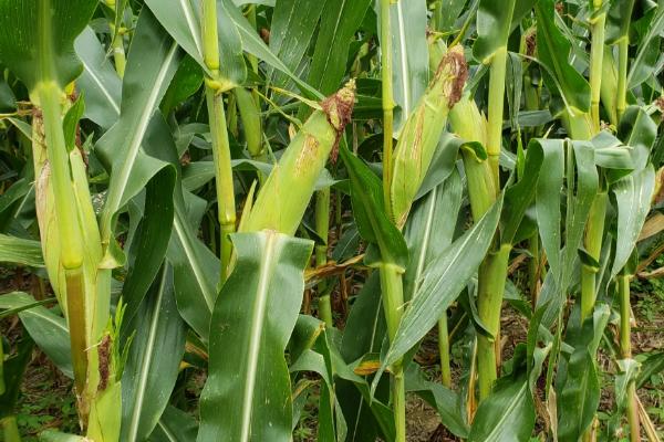 地生2378玉米种子特征特性，中抗茎腐病