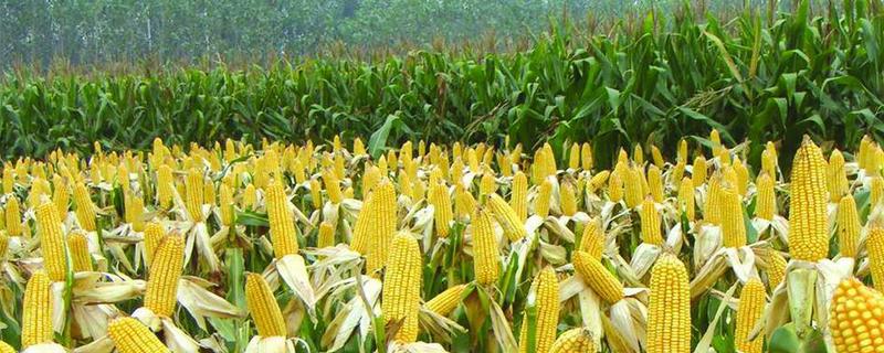 绵单611玉米种子介绍，密度3000－3500株/亩