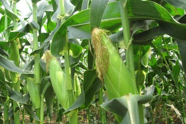 闽玉683玉米品种简介，苗期注意防治地下害虫