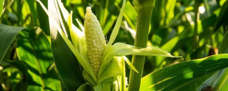 存玉30玉米种简介，密度4500－5000株/亩