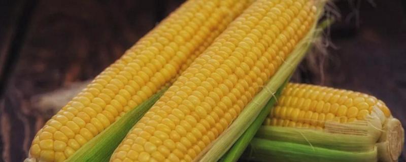 豫单898玉米种子介绍，适宜播种期6月中上旬