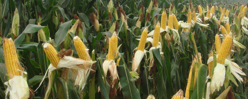 丹农玉167玉米种子特征特性，密度4500株/亩左右
