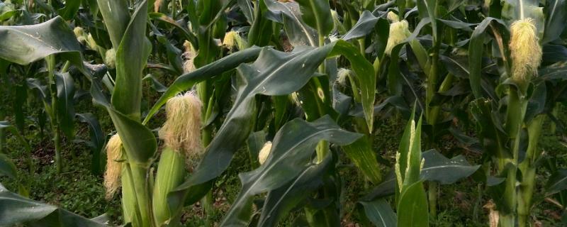 德科981玉米种子特点，中等肥力以上地块种植