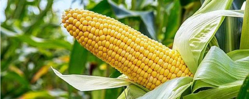 YF1969玉米种子简介，密度4000株/亩左右