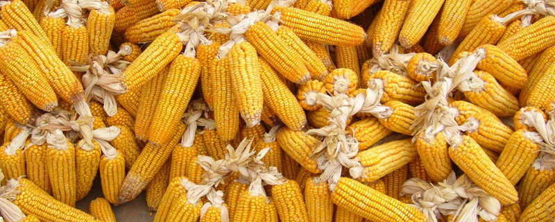 吉农玉99玉米种子特征特性，密度4000－4500株/亩