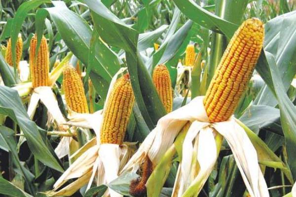 富民309玉米品种简介，适宜播种期4月下旬至5月上旬