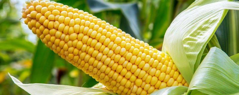 丹农玉631玉米品种简介，适宜播种期4月中下旬