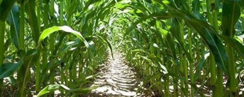 盛衍777玉米品种的特性，密度4000株/亩左右