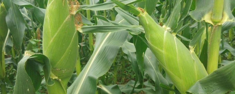 金种子866玉米种子特征特性，密度4000株/亩左右
